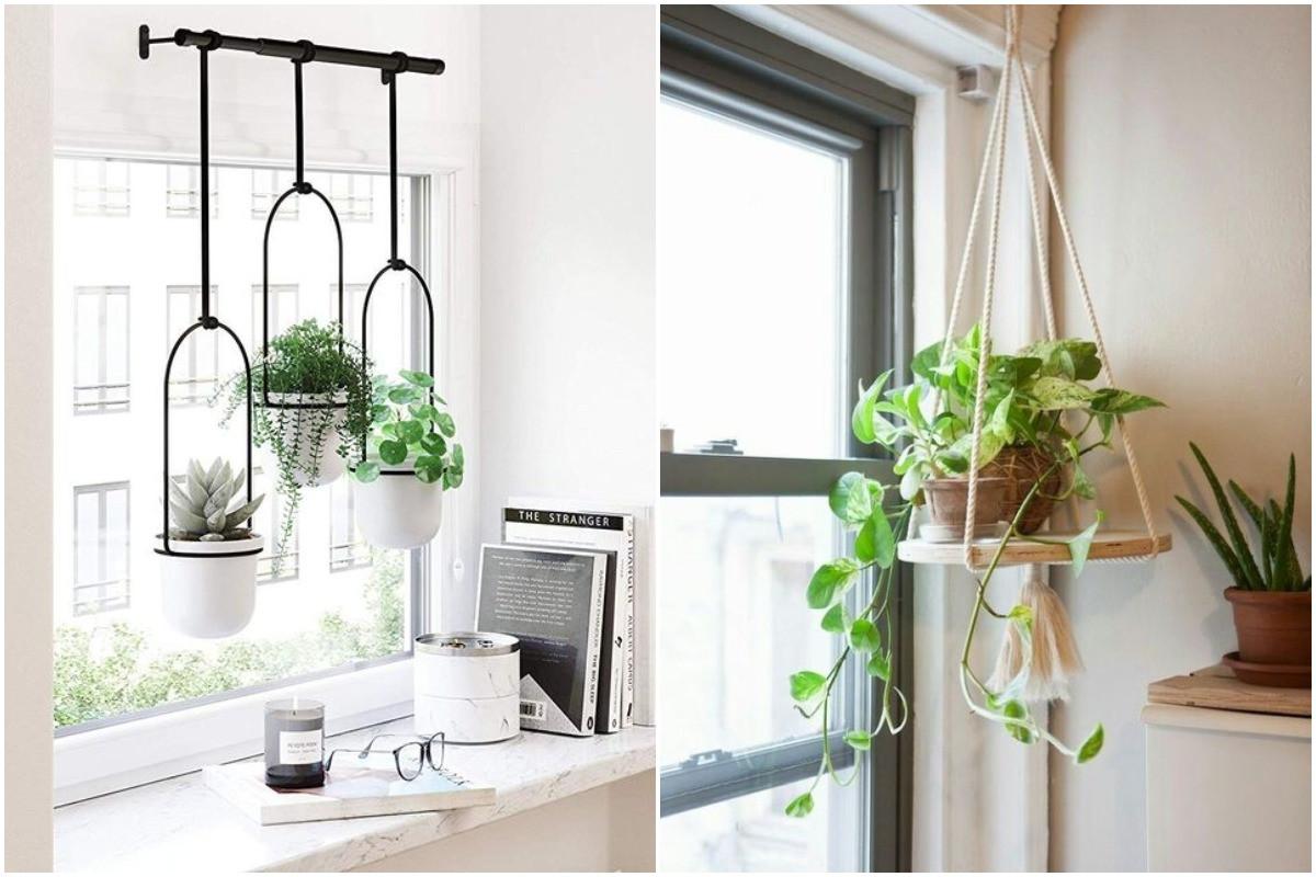 Висящи саксийни растения