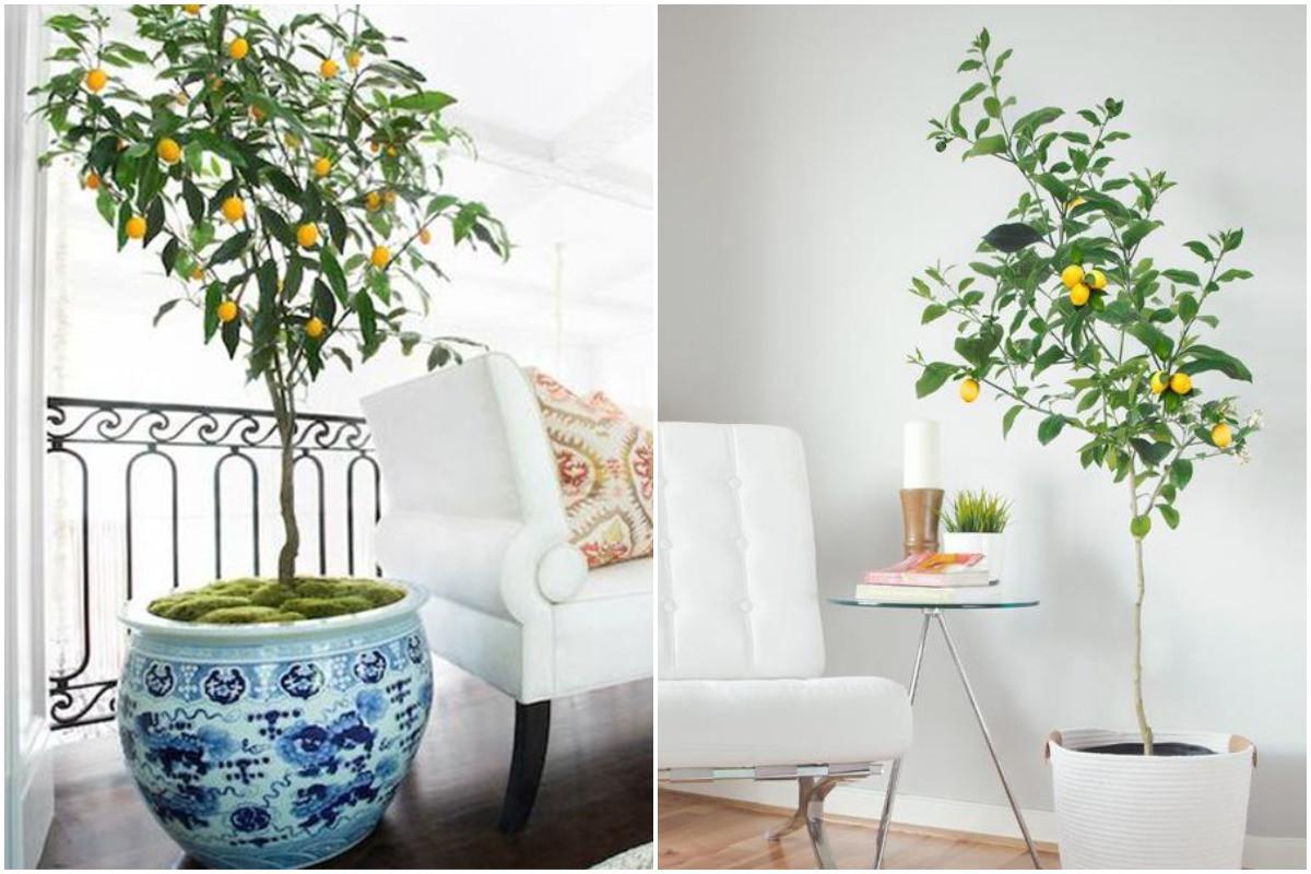 Лимон и лайм