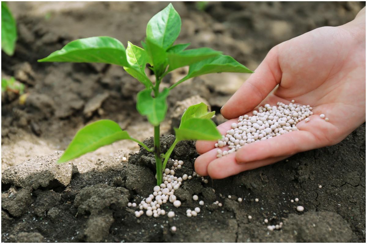 Кога да наторите градината си?