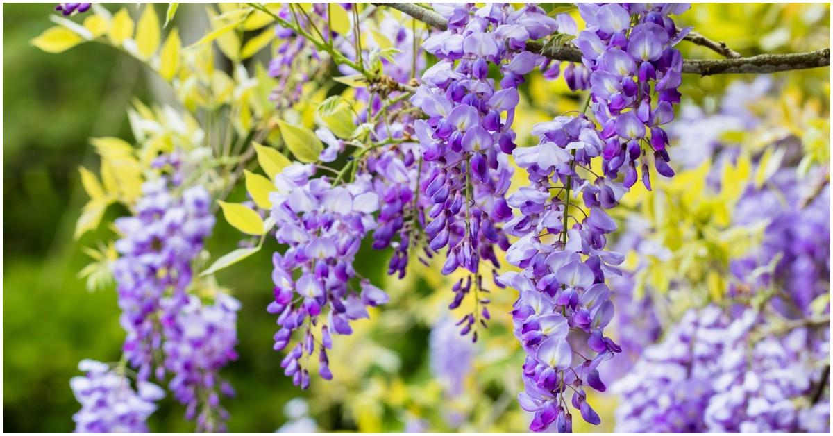 Вистерия - увиващата се красавица