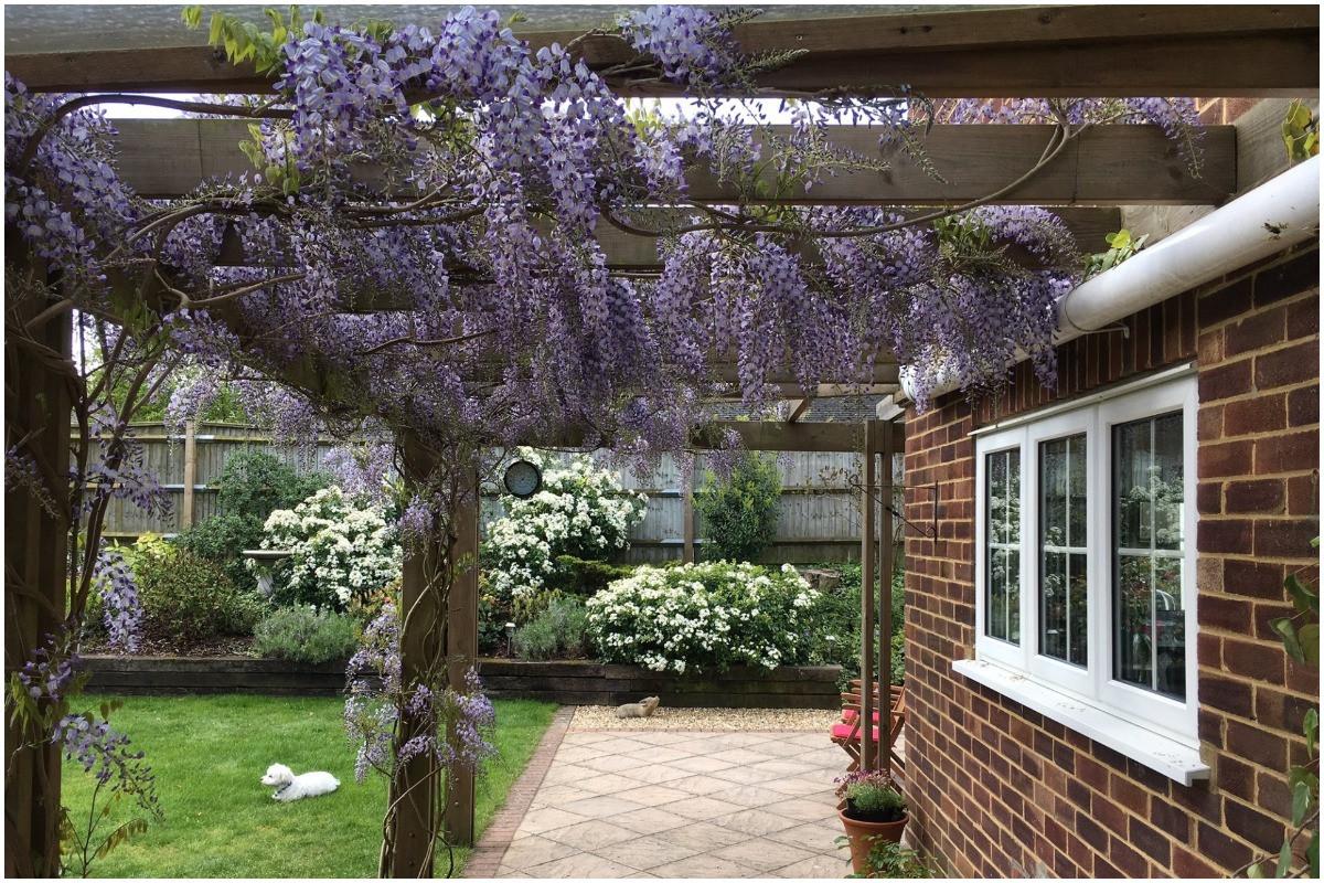 Инвазивно растение ли е вистерията?