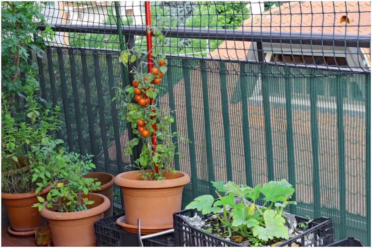 Практически съображения за вашата градска градина