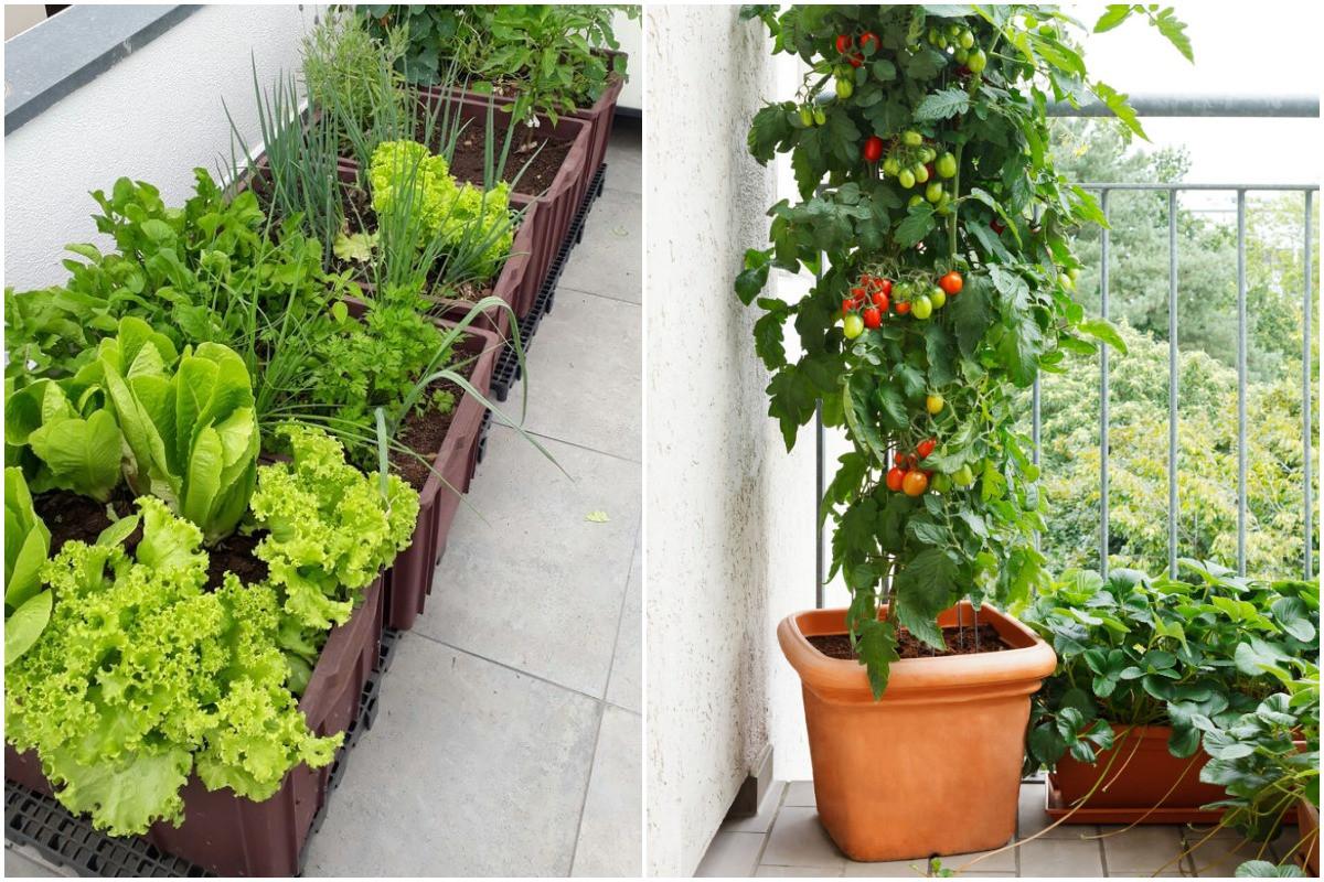 Внимателно изберете какво ще отглеждате