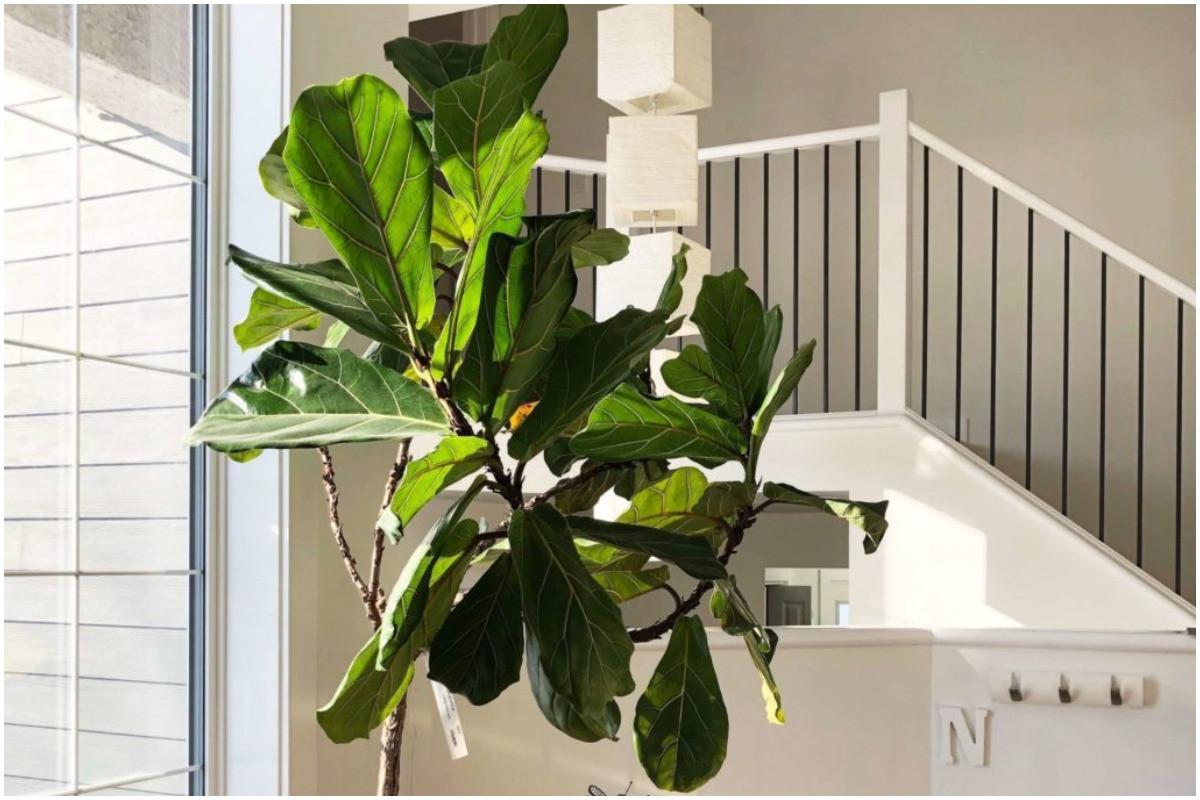 Какви условия са необходими за отглеждането