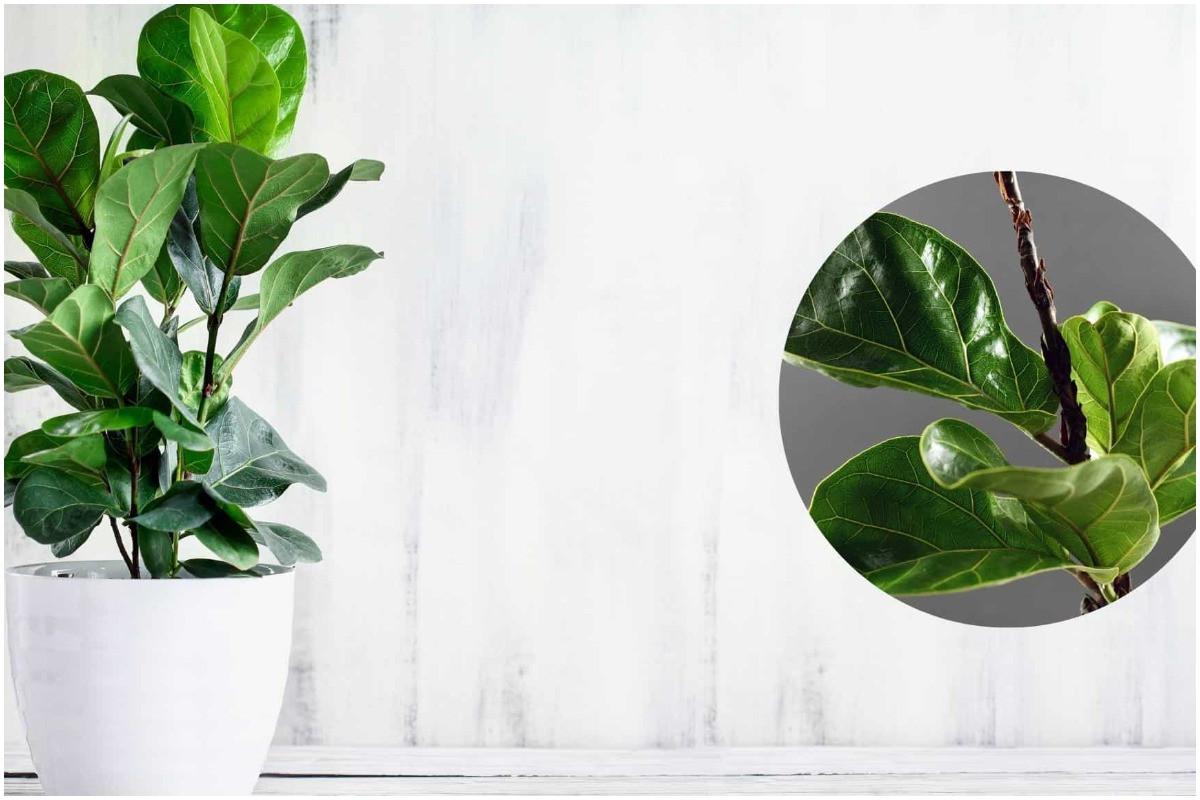 Вредители и заболявания