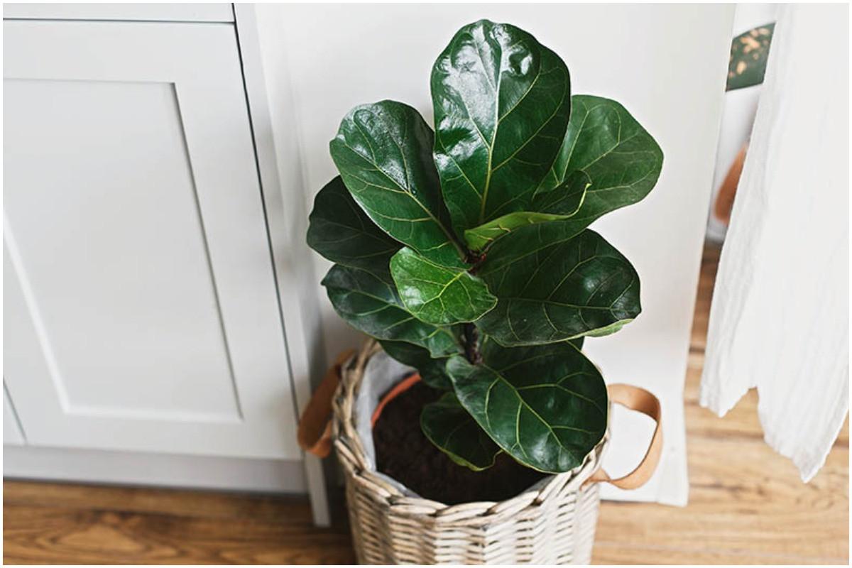 Засаждане и пресаждане