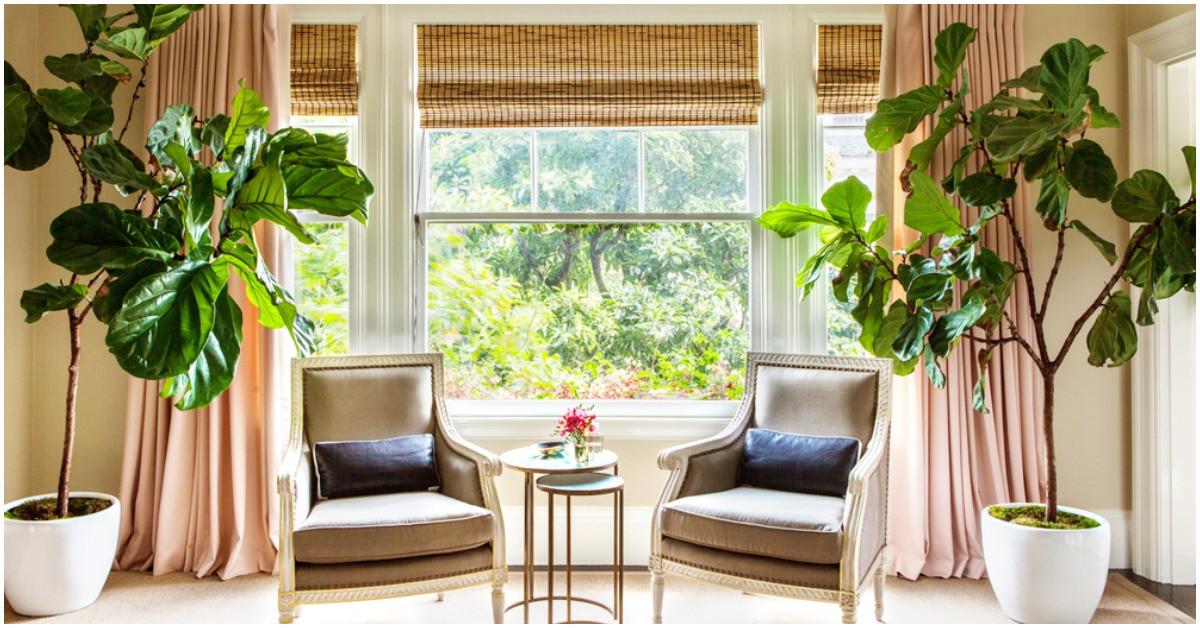 Отгледайте смокиня у дома