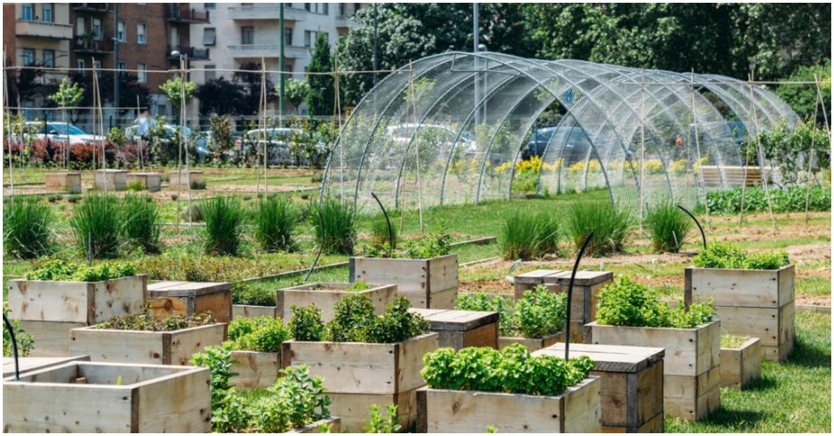 Градско земеделие - удоволствие или необходимост?