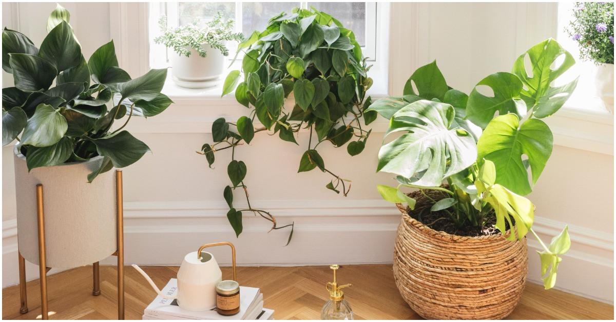 Цветя, подходящи за жилища с южно изложение