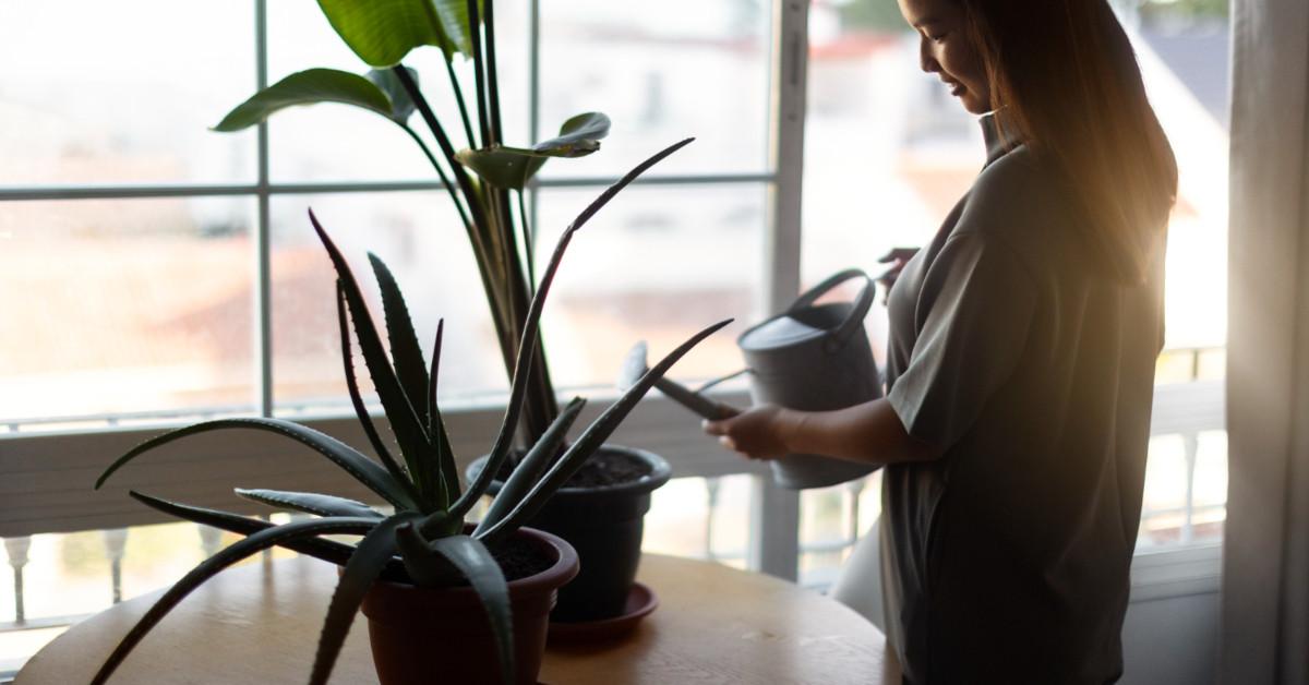 Лесни за отглеждане растения от новобранци