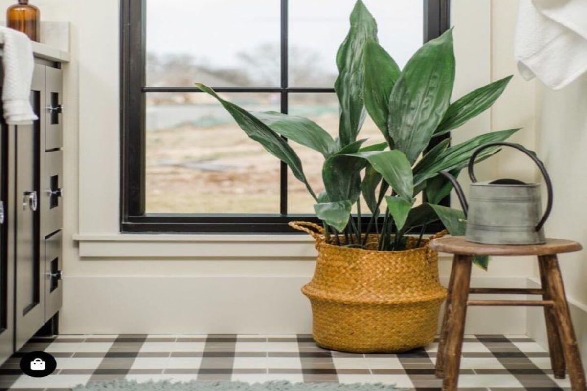 Аспидистра и драцена