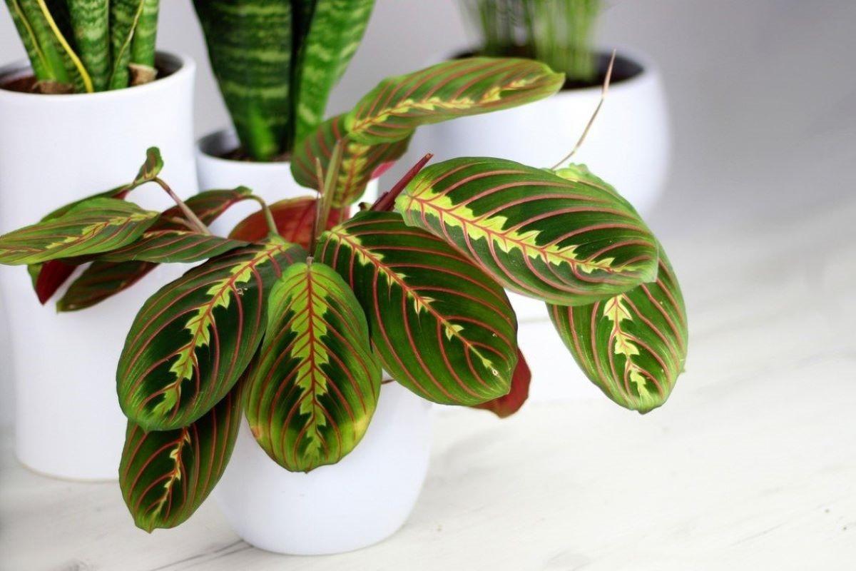 Поливане и температура на отглеждане