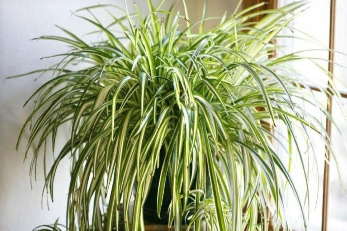 Хлорофитум