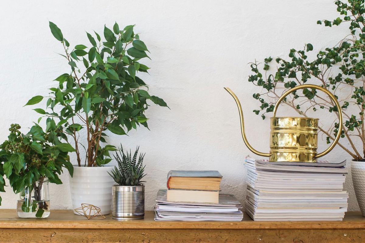 Пречистват въздуха