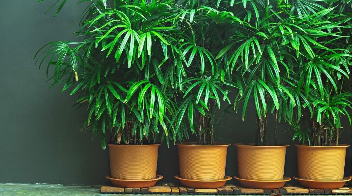 Кои са най-добрите стайни дървета и тропически растения, които може да отгледате във Вашата всекидневна?