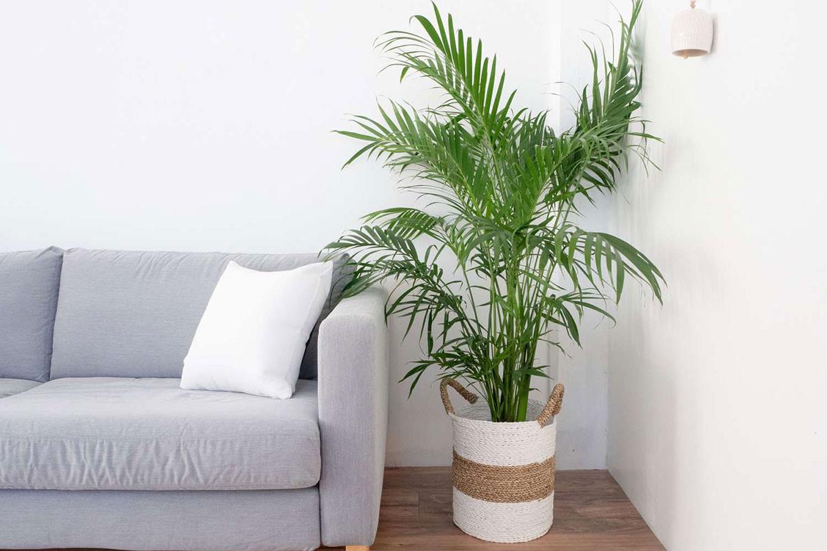 Стайна палма (Arecaceae)