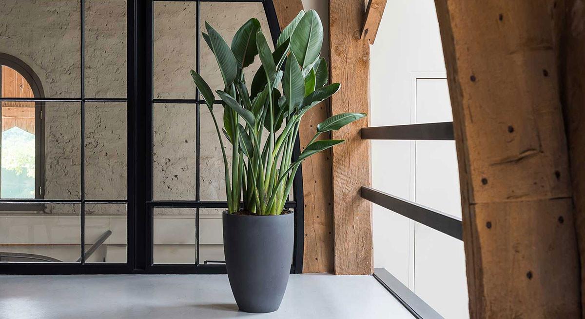 Живи растения у дома – защо и как?