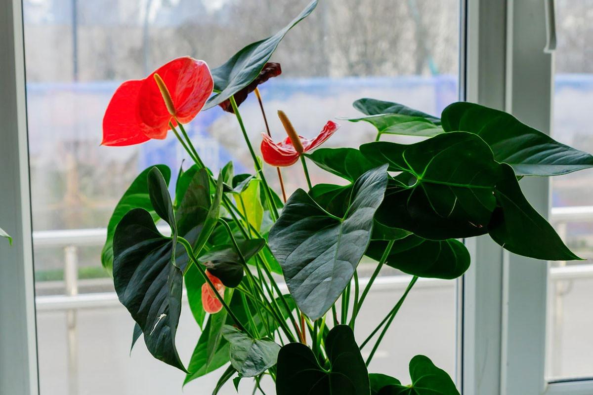 Цвете фламинго (Anthurium andraeanum)