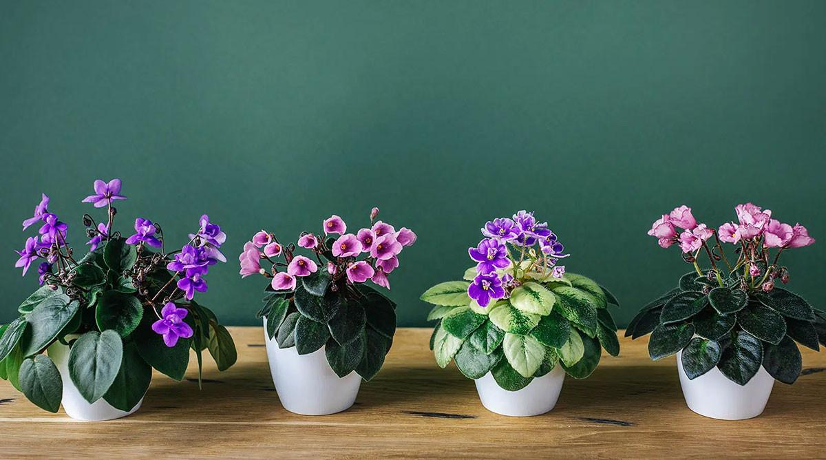 Как да отгледаме теменужка вкъщи?