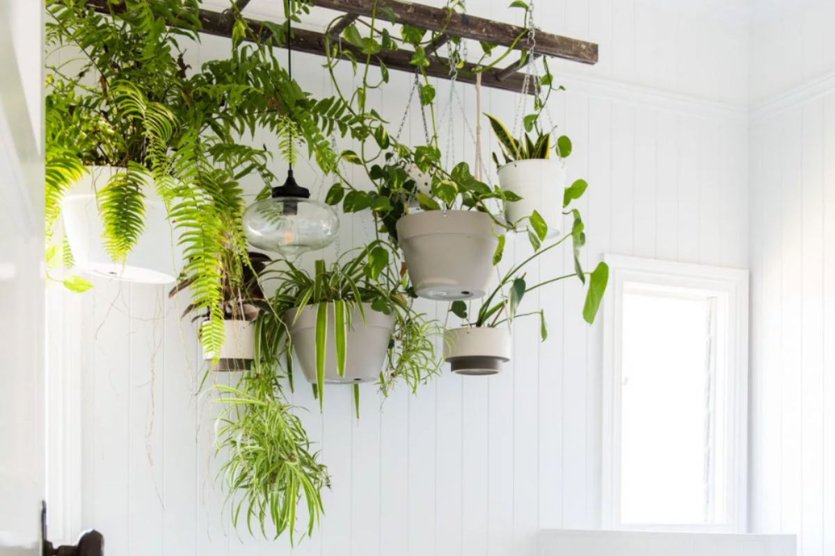 Висящите градини на моя дом