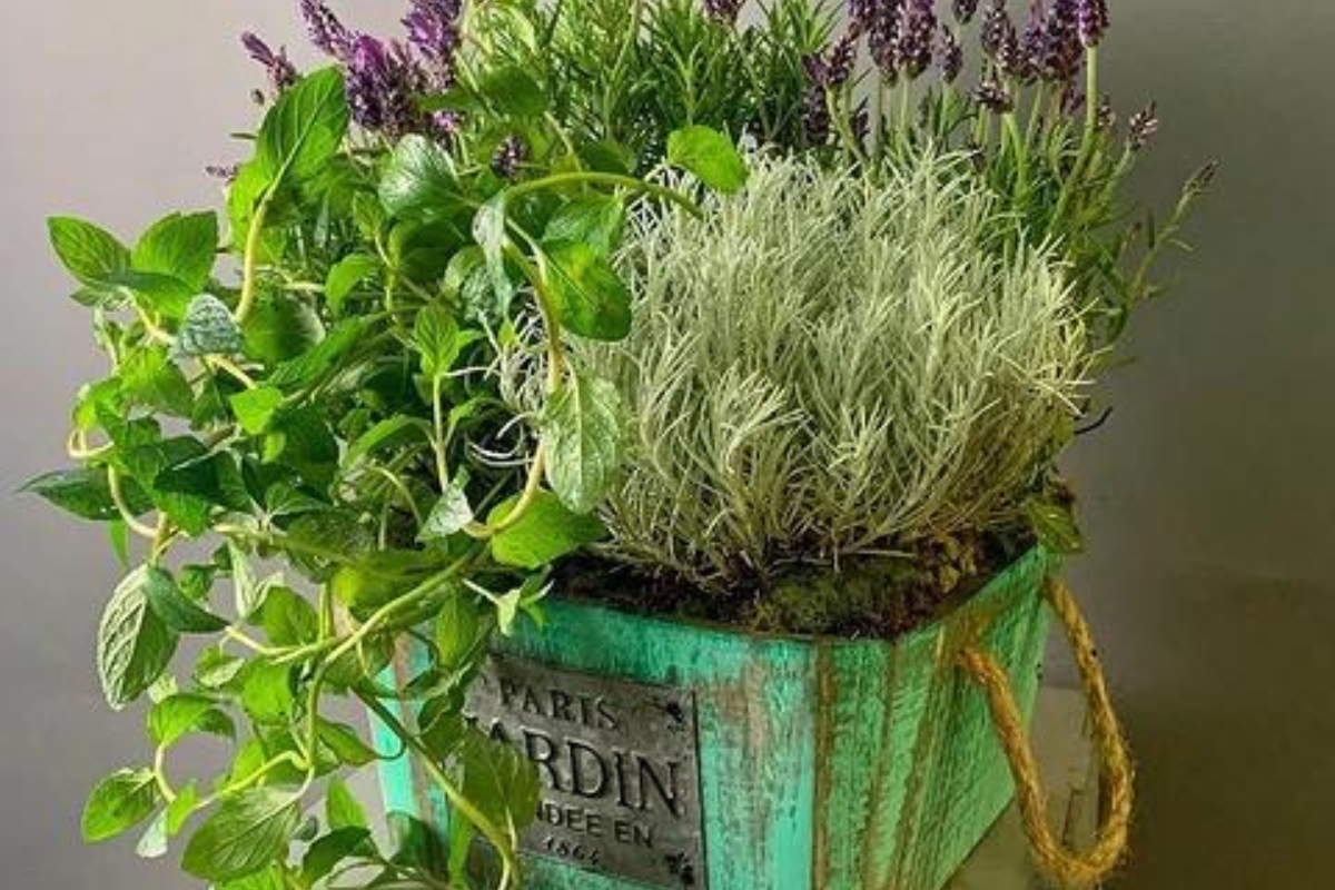 Полезни растения