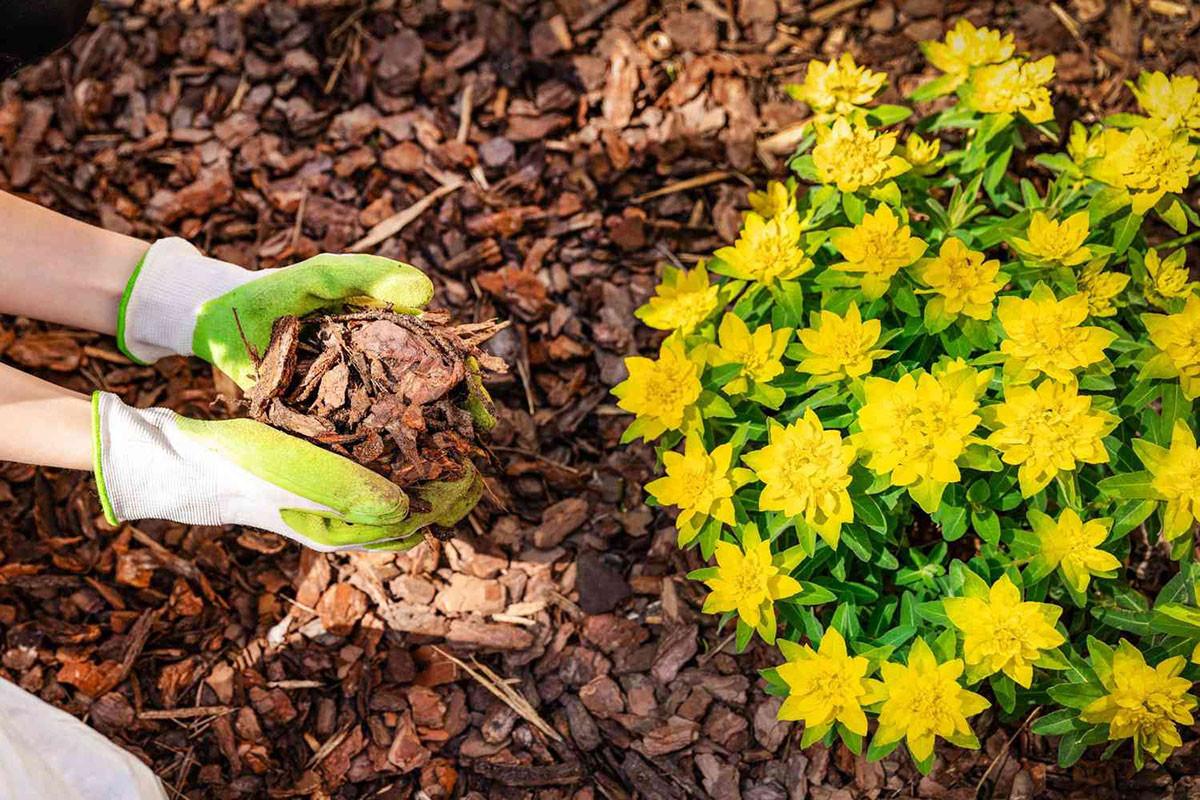 Растителни екстри