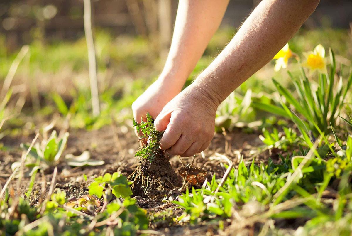 Изградете здрава почва