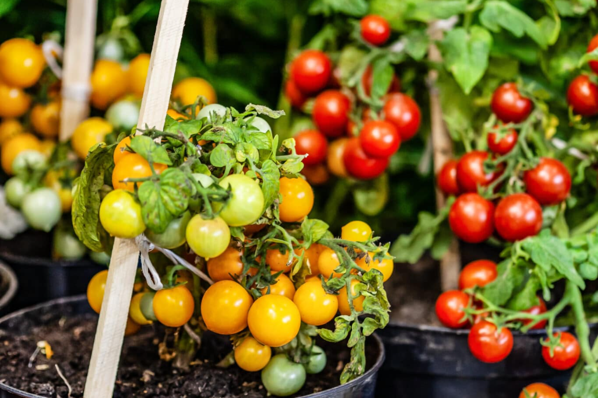 Грижи за растенията