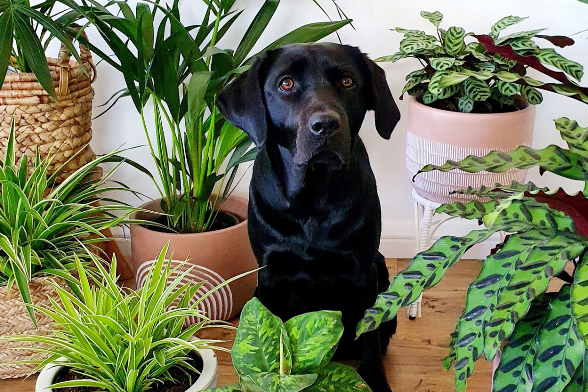 С грижа за домашните любимци