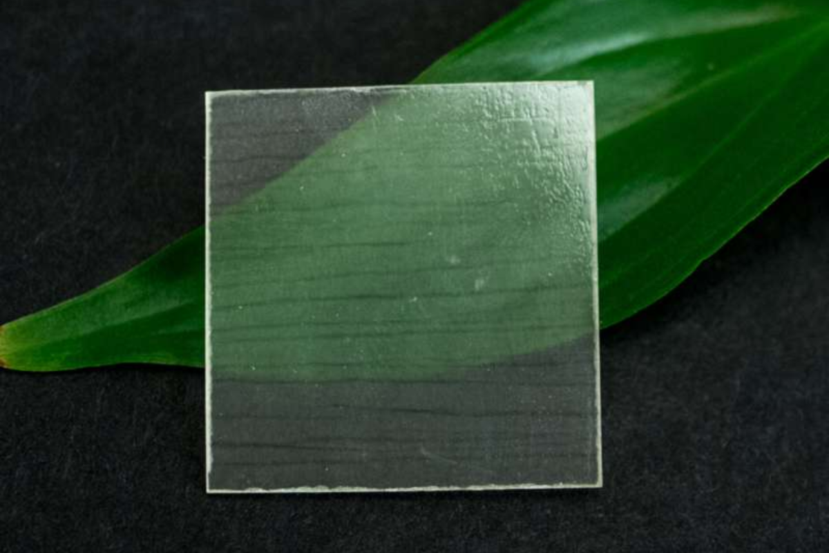 Поглед през дървото