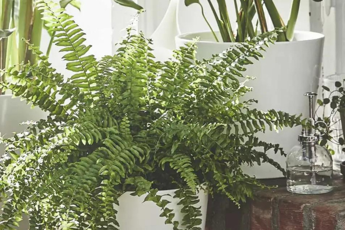 Нефролепис