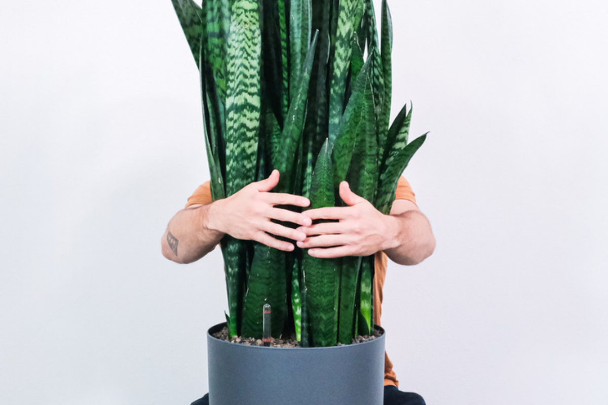 Сансевиерия