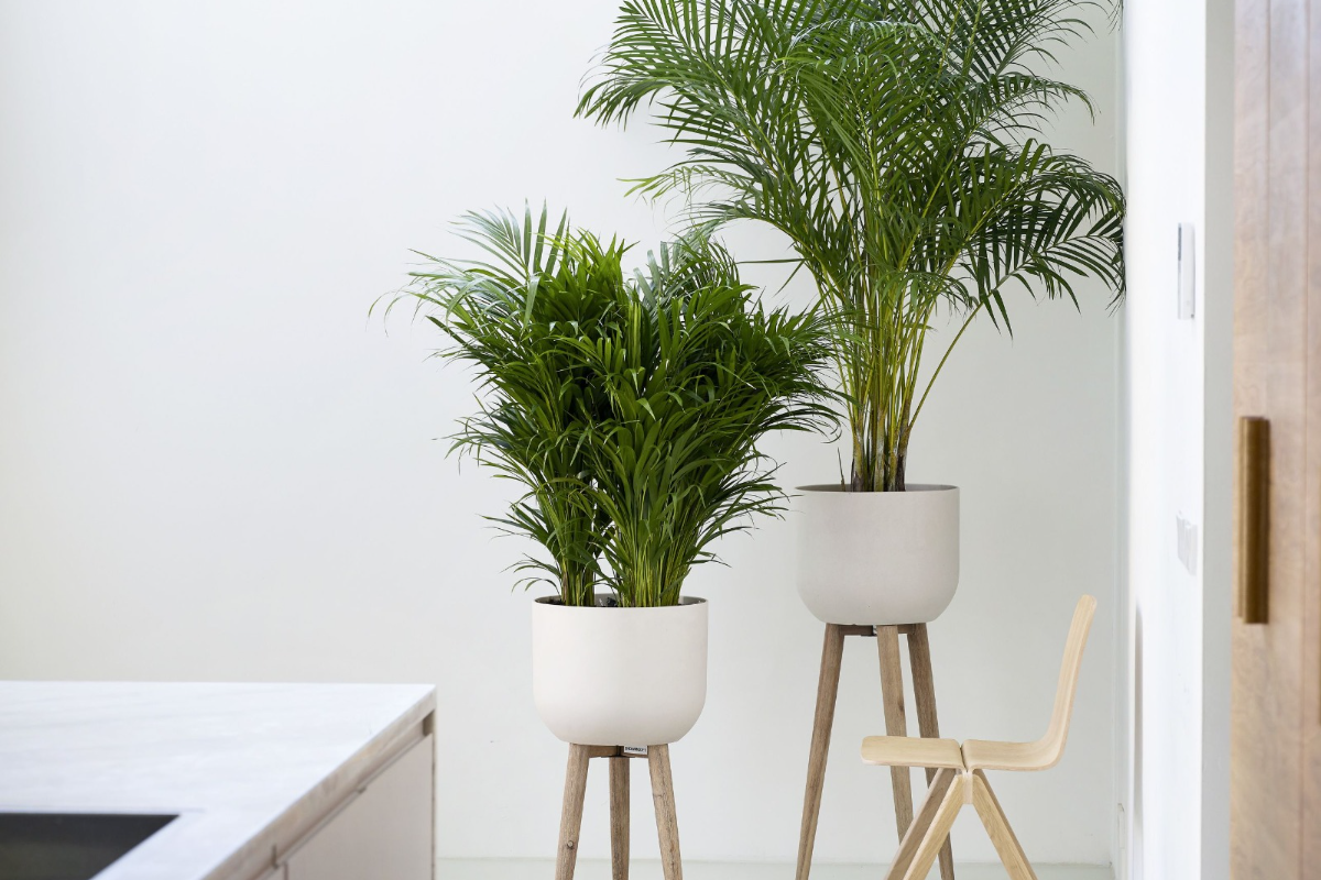 Палма Арека