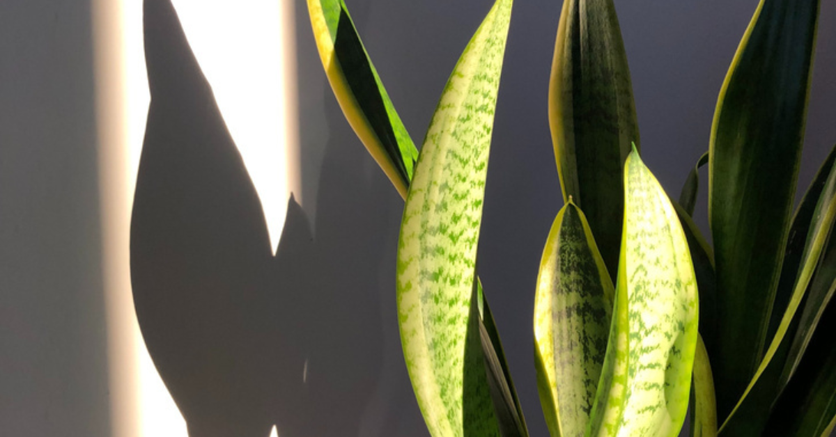 Растения, които охлаждат интериора