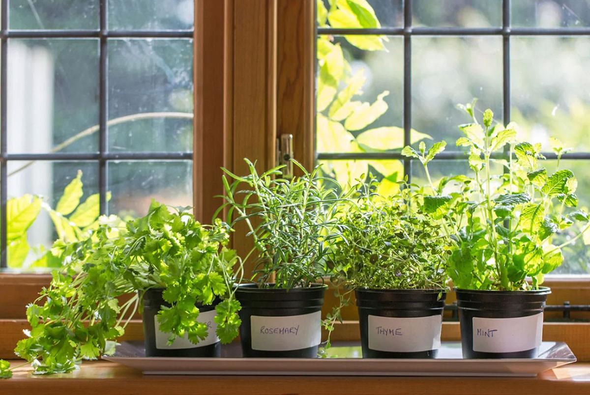 Осигурете на стайните билки добър дренаж