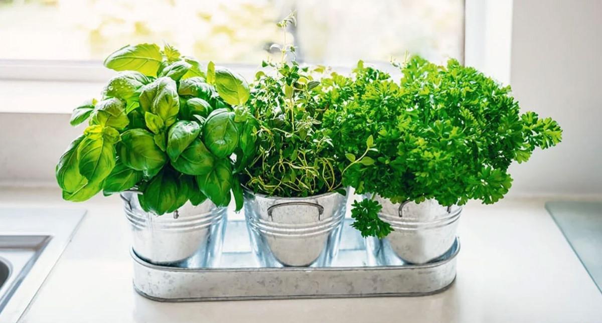 Как да си отглеждаме билки и подправки у дома?
