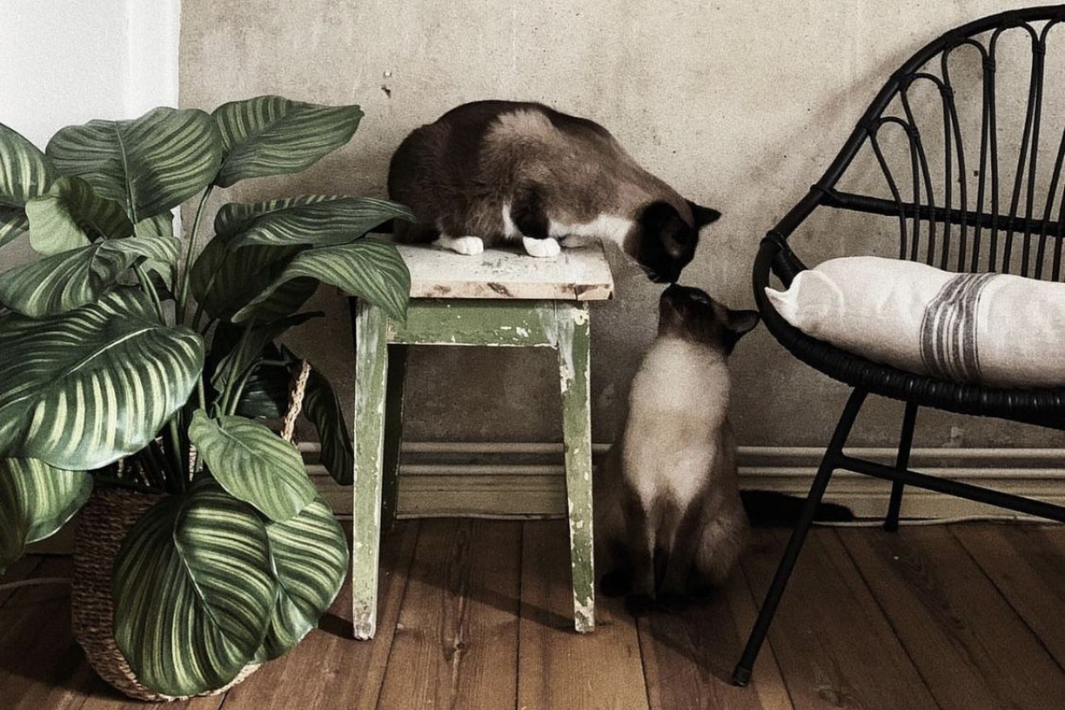 Определете неговите нужди