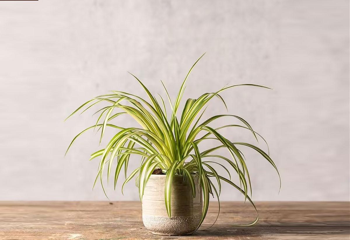 Цветето паяк