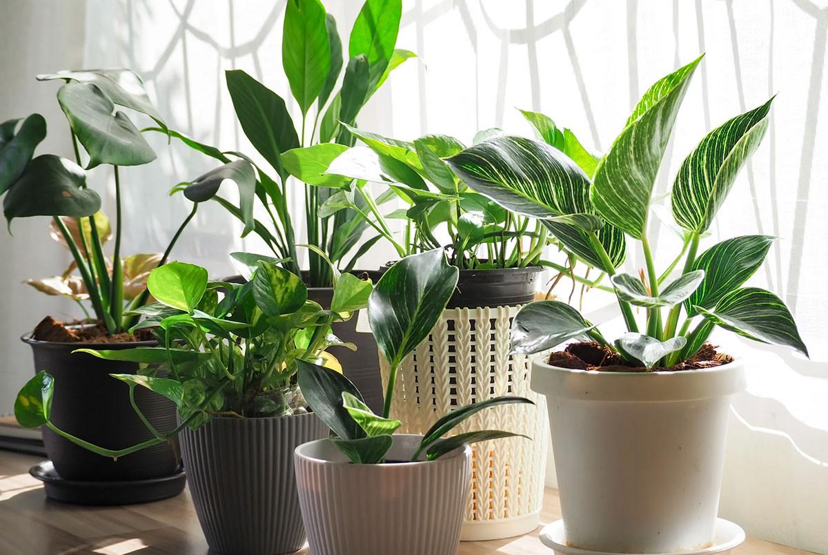 Слънчева светлина и торене