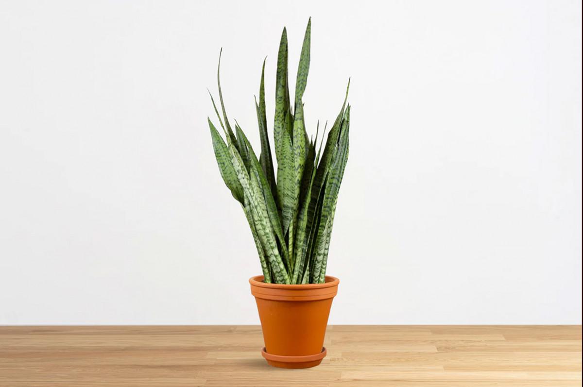 Змийско растение