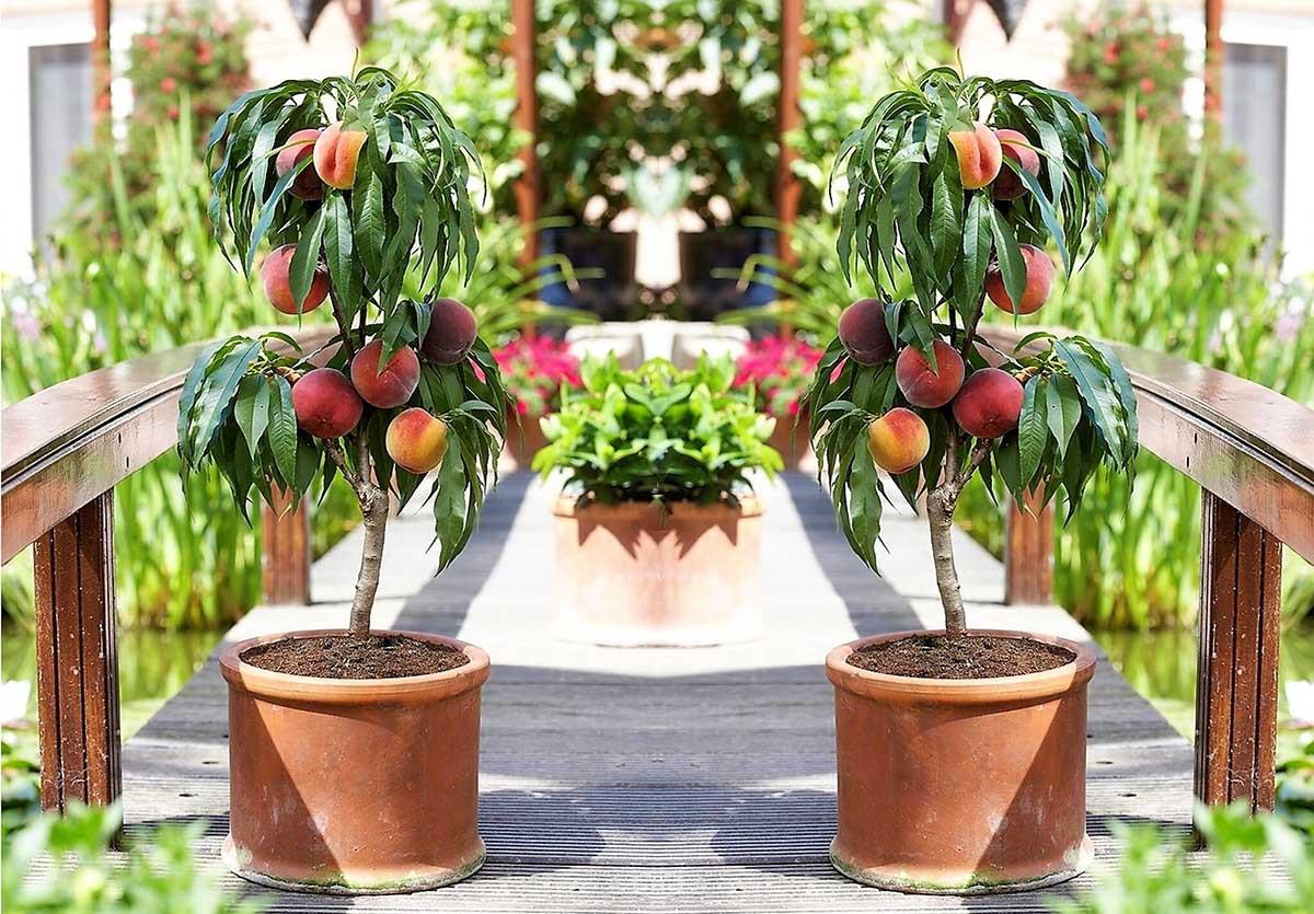 Правилна грижа и поддръжка