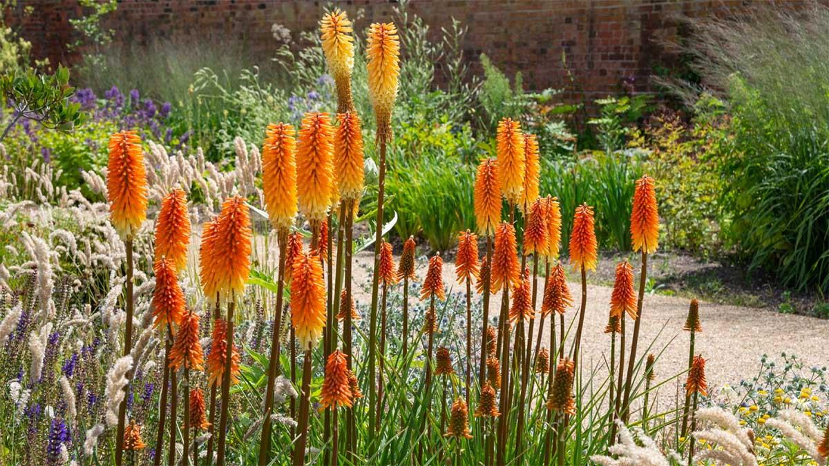 7 цветя, които обичат жегата и няма да умрат бързо