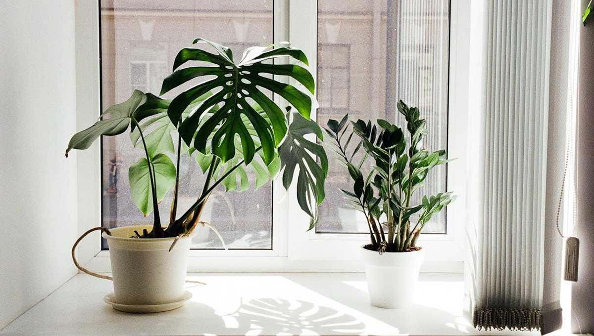 11 растения, които подобряват усещането у дома