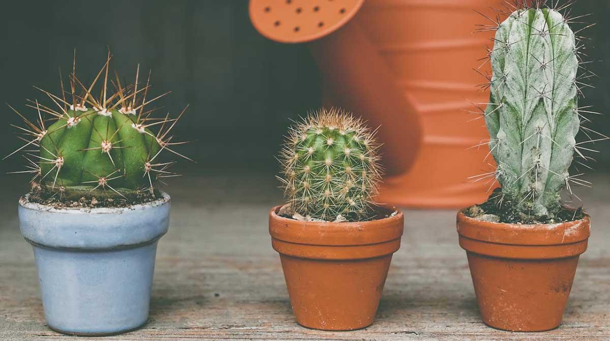 Най-лесните растения за хора, които забравят да поливат