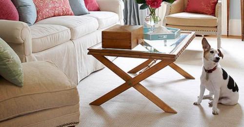 Как да премахнем петната и миризмите от домашни любимци