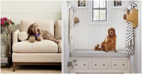 Няколко хитринки при съжителство с домашен любимец