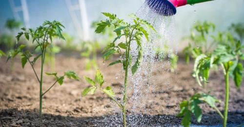 Поливане на домати на открито: основни правила