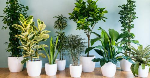 Грижа за растенията през зимата в 4 лесни стъпки