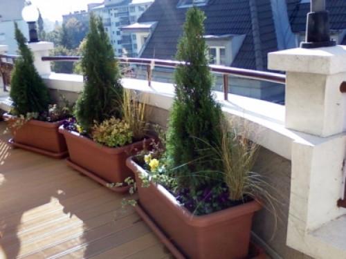 Озелянавне на тераси