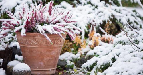 Зимни цветя за двора и терасата